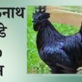 25% प्रोटीन और ओमेगा-3 से भरपूर कड़कनाथ के अंडे खाएं