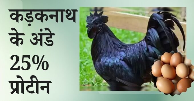 Kadaknath Eggs Benefits: High protein black chicken eggs
