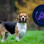 AI अब बताएगा आपका डॉगी क्यों भौंक रहा है, जानवरों की भाषा इंसानी जुबान में ट्रांसलेट करेगा ये टूल