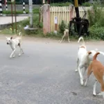 दिल्ली-NCR में सड़कों से हटेंगे खतरनाक और रेबीज पीड़ित कुत्ते, जानिए कैसे होगी पहचान