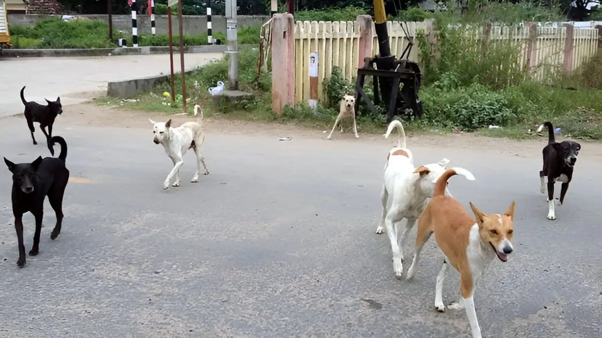 दिल्ली-NCR में सड़कों से हटेंगे खतरनाक और रेबीज पीड़ित कुत्ते, जानिए कैसे होगी पहचान