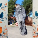 हज़ारों किमी बिना रूके उड़ान! नन्हा Indian फ़ाल्कन ने साइंटिस्ट्स को कर दिया हैरान