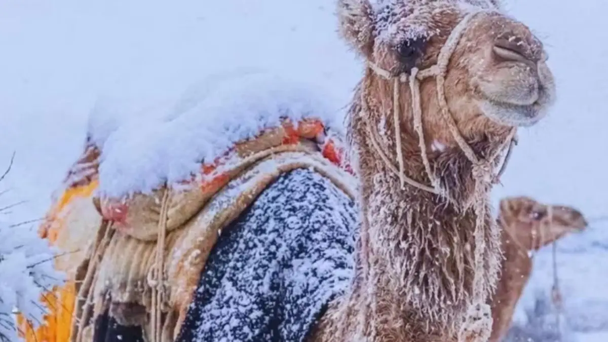 saudi-arabia-desert-snowfall-climate-change-impact