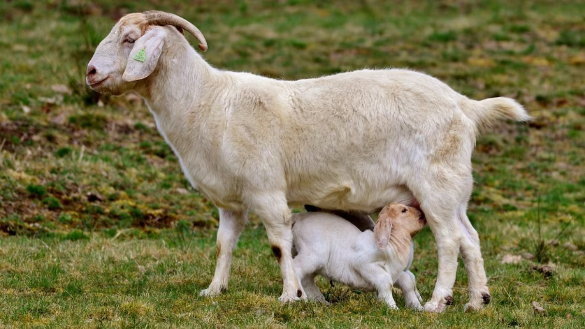 future-milk-benefits-donkey-camel-goat-milk-research-india