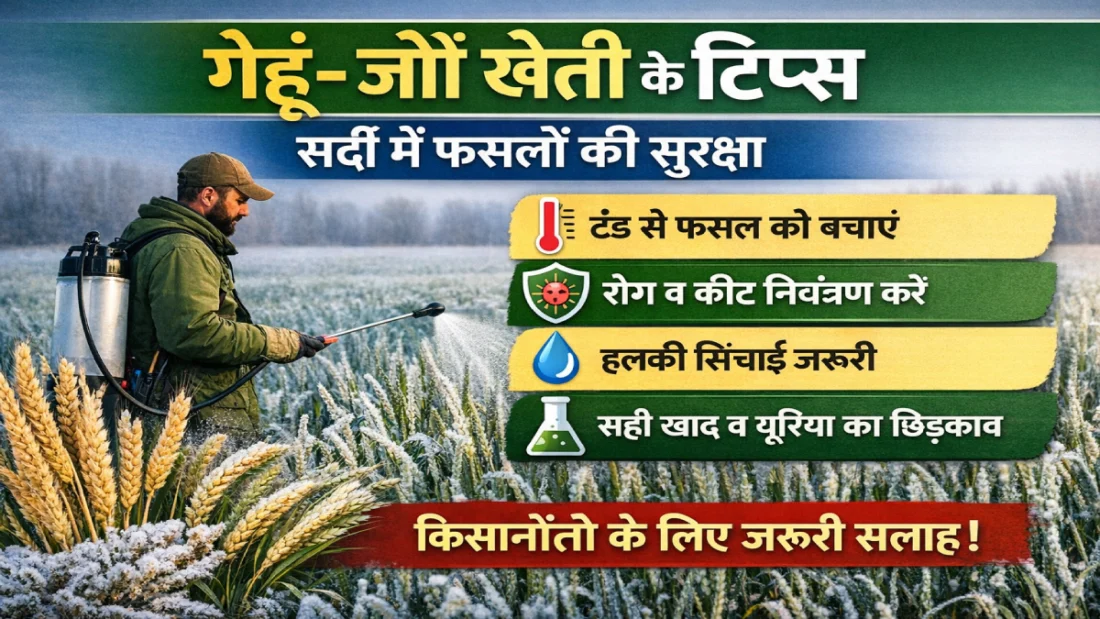 wheat-barley-farming-tips-winter-crop-protection-hindi
