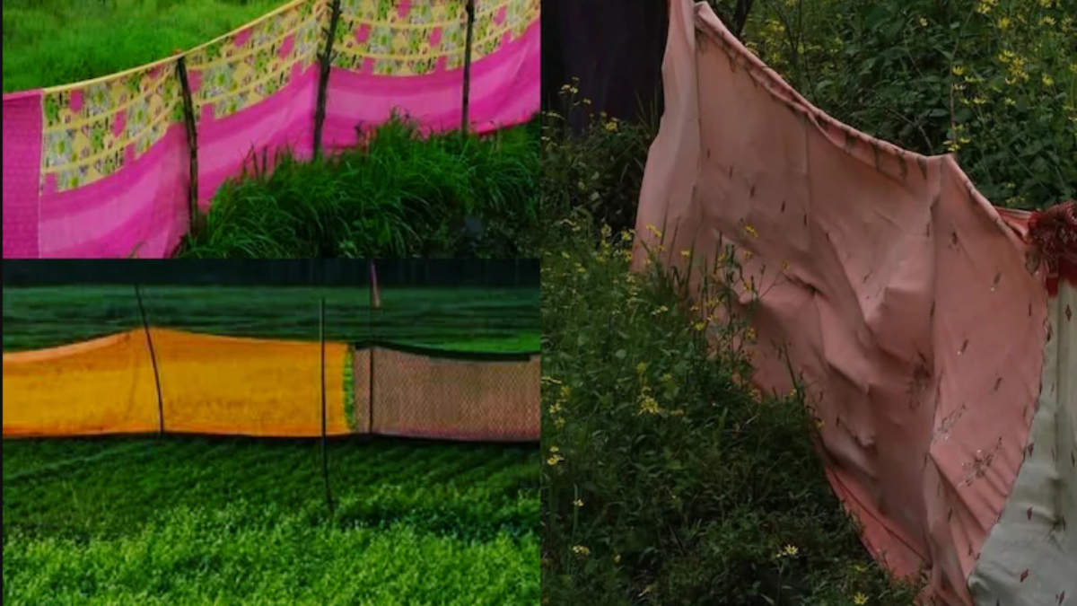 पुरानी साड़ियों का ऐसा 'जादुई' इस्तेमाल! भरतपुर के किसानों ने निकाला आवारा पशुओं को भगाने का सबसे सस्ता जुगाड़ bharatpur-farmers-using-old-sarees-to-protect-crops-from-stray-animals