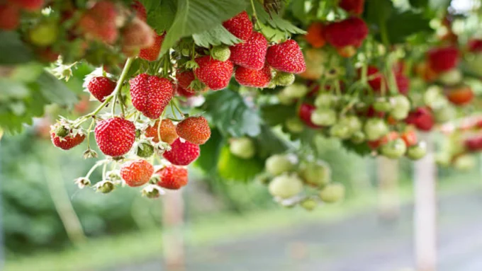 Strawberry Farming: स्ट्रॉबेरी की खेती में अपनाएं ये जादुई टिप्स, रातों-रात बढ़ेगा फलों का साइज और चमक! strawberry-farming-tips-for-large-fruit-size-and-growth