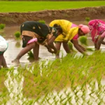 किसानों की मौज! सरकार ला रही है 1.75 लाख करोड़ का 'सुपर प्लान', अब एक ही जगह मिलेगा इन बड़ी योजनाओं का फायदा