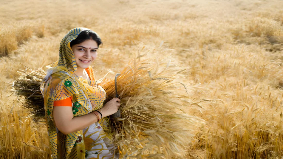 rajasthan-farmers-wheat-crop-crisis-due-to-high-temperature-dausa