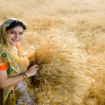 rajasthan-farmers-wheat-crop-crisis-due-to-high-temperature-dausa