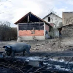 angai-stray-cattle-destroy-crops-farmers-protest-fencing-scheme