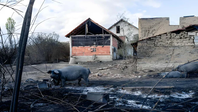 किसानों की मेहनत पर फिरा पानी! आंगई में आवारा पशुओं का तांडव, क्या सो रहा है प्रशासन? angai-stray-cattle-destroy-crops-farmers-protest-fencing-scheme