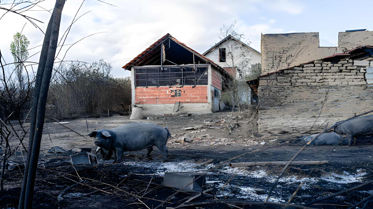 angai-stray-cattle-destroy-crops-farmers-protest-fencing-scheme